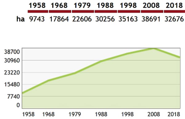 Cabernet Franc in Francia