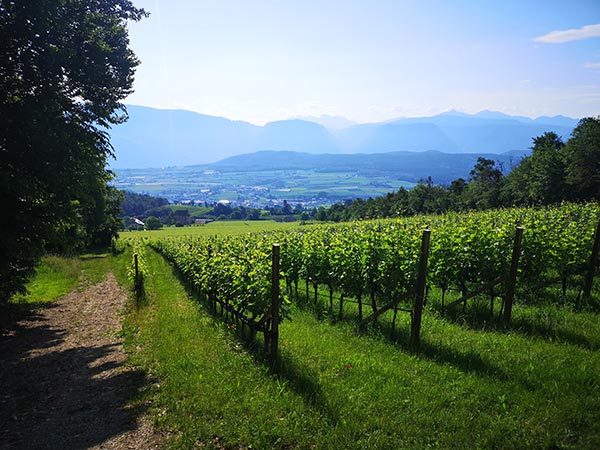 Oltradige (Appiano Monte). Terreni calcareo arigillosi