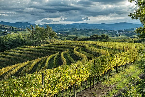 Vigneti Russiz Superiore