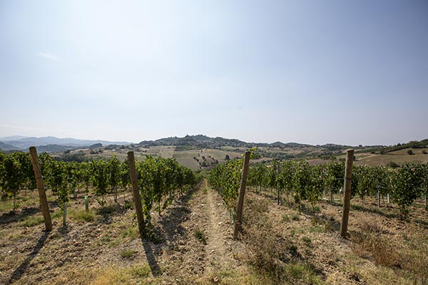 Il vigneto a Sarezzano
