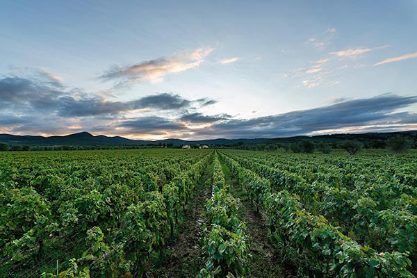 Azienda Campo alla Sughera, vigneto