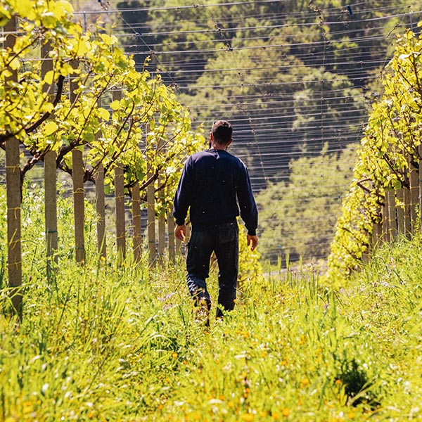 tra i filari di Cantina Tollo