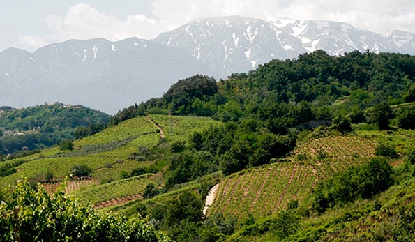 Cantina Tollo, vigneti