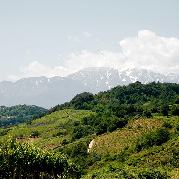 Cantina Tollo, vigneti