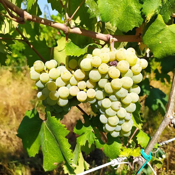 Grappolo di Montuni, antico clone Erioli, Podere San Giuseppe