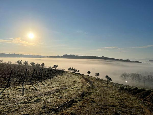 La vigna di Landò