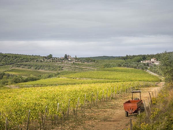 Vigneti nel Chianti Classico