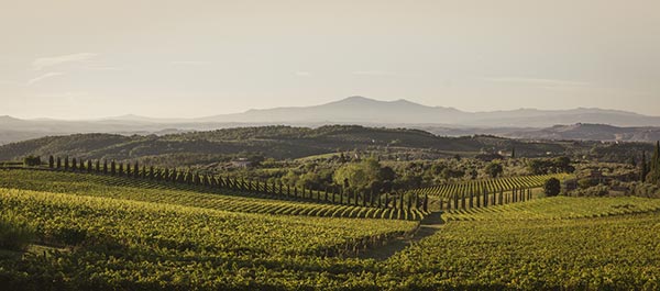 Vigneti nel Chianti Classico