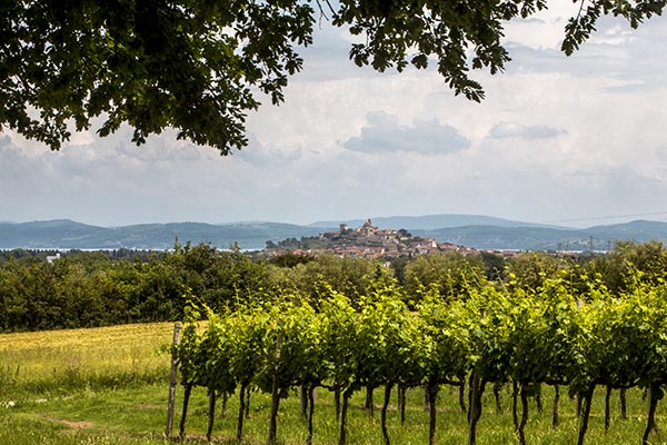 Vigneti del Trasimeno