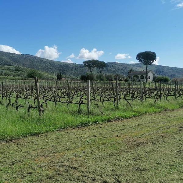 vigneti Cantina Colacicchi