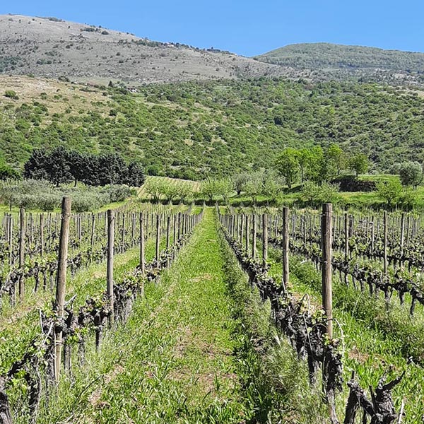 vigneti Cantina Colacicchi