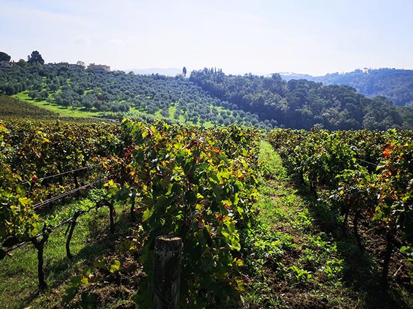 Collazzi vigneti