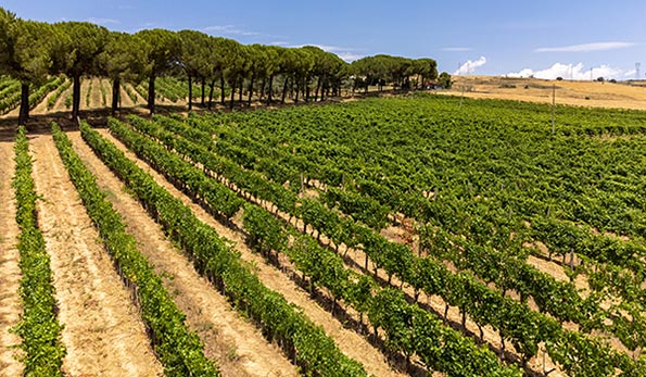 Vigneti Monserrato 1973