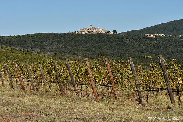 La vigna di fronte a Capalbio