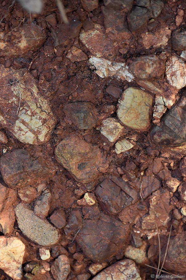 I sassi che compongono il suolo di Monteverro