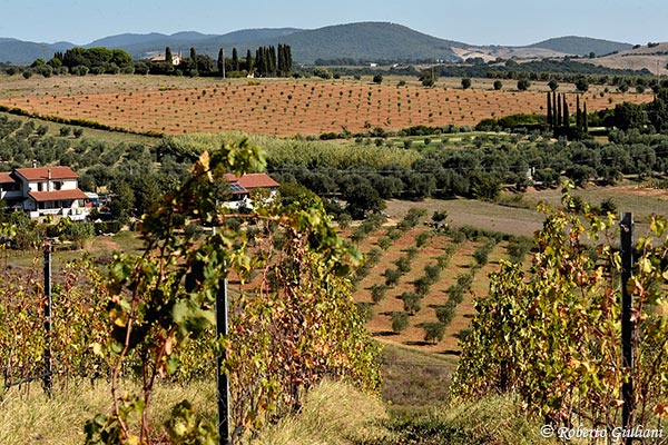 Paesaggio visto da Monteverro