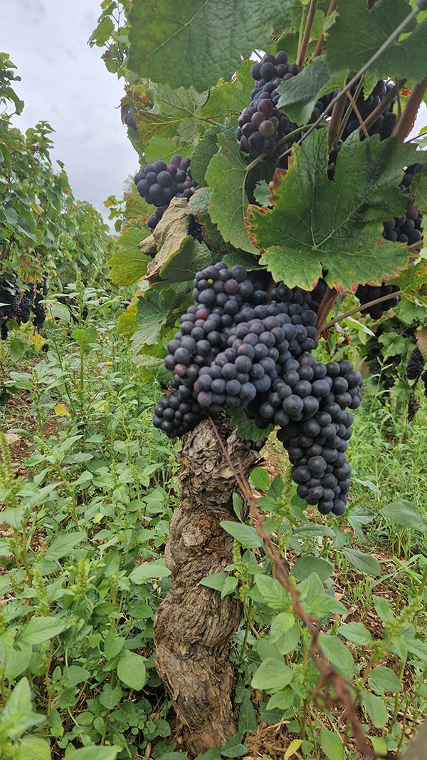 Pinot Noir