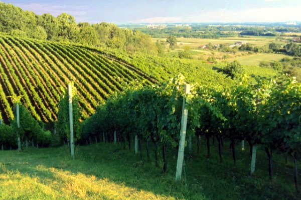 Vigneti cantina Bonino