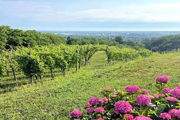 Vigneti cantina Banino