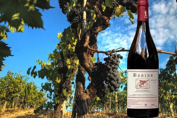 San Colombano ”Banino” tranquillo 2018 Antonio Panigada