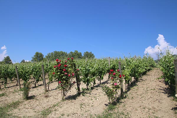 Vigneto azienda Di Meo