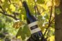Il vino in 300 battute: Lambrusco di Sorbara Metodo Classico DDR 2015 Cantina della Volta