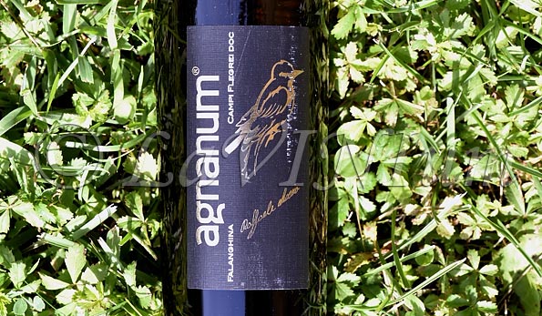 Campi Flegrei Falanghina 2022 Agnanum