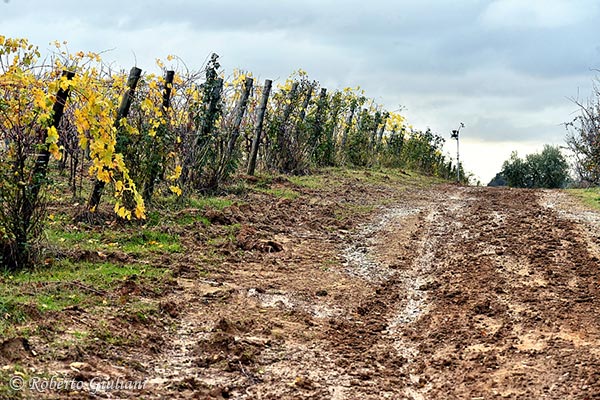 Pomario vigna dopo la pioggia