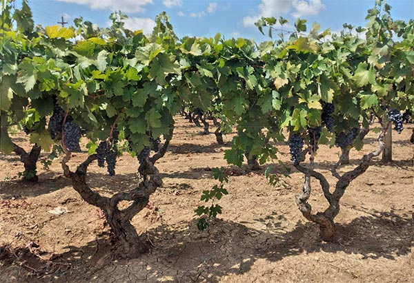 Il vigneto ad alberello