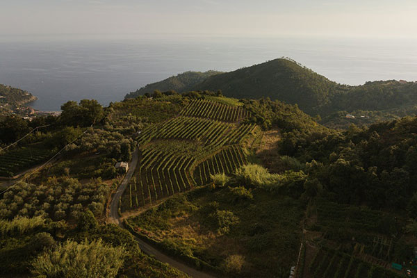 Cà du Ferrà vigneti