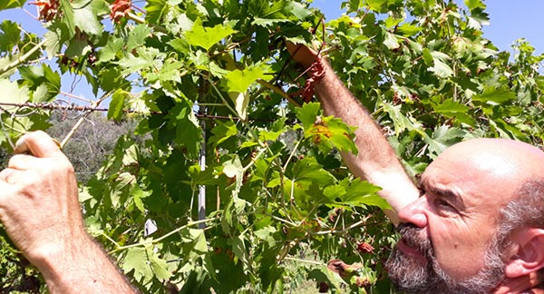 Fratel Michele al lavoro in vigna