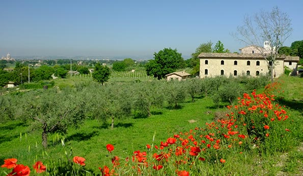 In primavera con i papaveri, foto di Neil