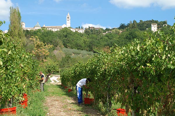 Vendemmia con Santa Chiara sullo sfondo, foto di Renato Elisei