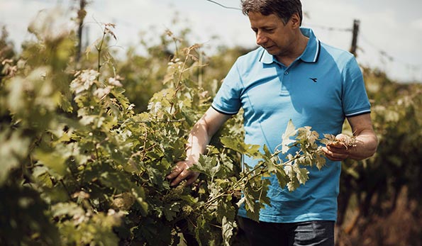 Gianni Tessari in vigna
