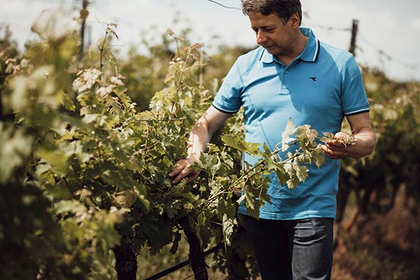 Gianni Tessari in vigna