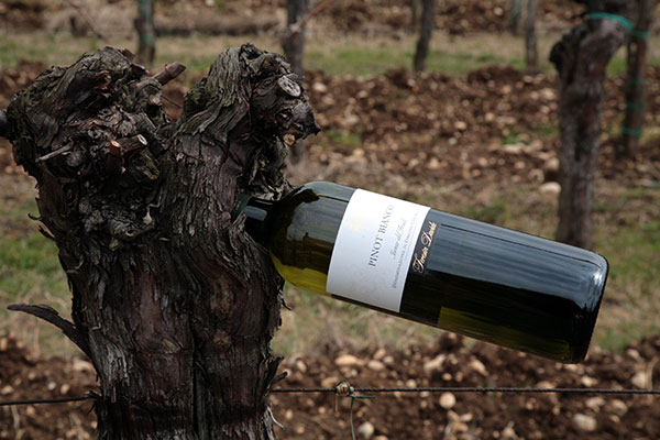 Il Pinot Bianco