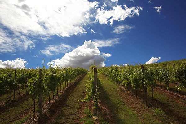 Vigneti Gianni Tessari