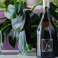 Il Grigio Spumante Brut Collavini