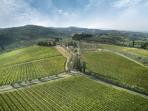 Vigneti azienda Collazzi