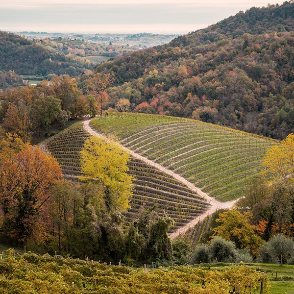 Vigneti Serena Wines 1881