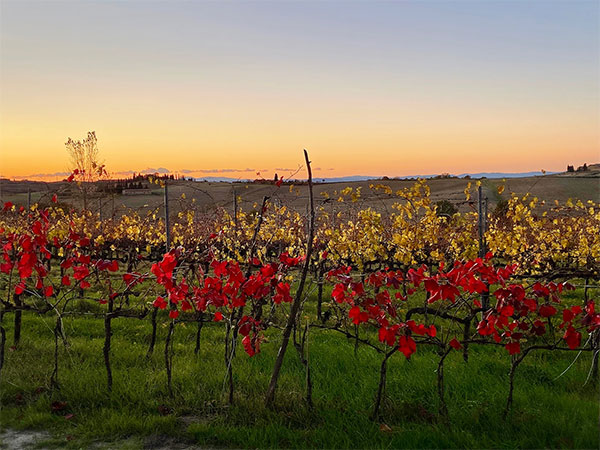 Filari rossi azienda Capitoni