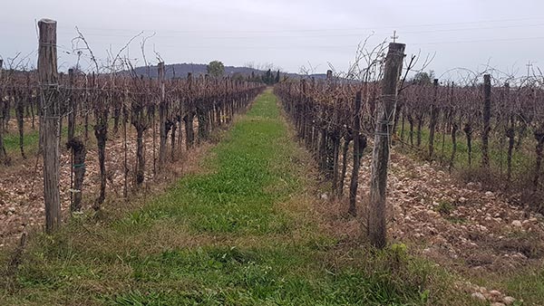Vigneti in autunno a San Quirino