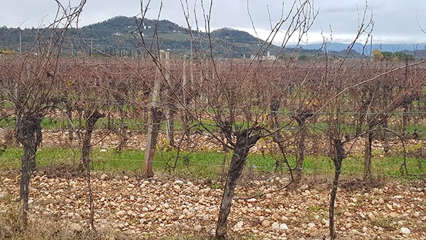 Vigneti in autunno a San Quirino
