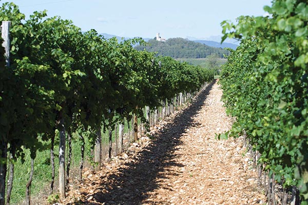 Vigneto in pre-vendemmia