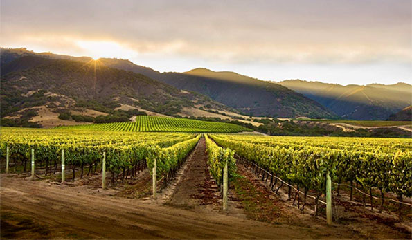 Mer Soleil Vineyards