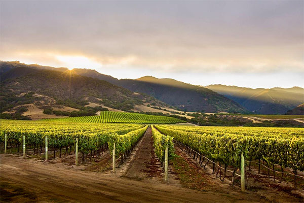 Mer Soleil Vineyards