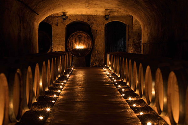 Tenuta di Ghizzano, la cantina