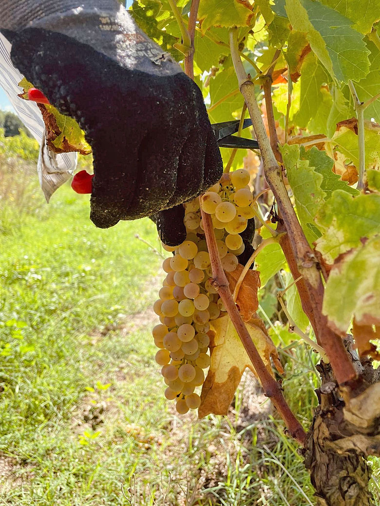 Dumatt, taglio del grappolo