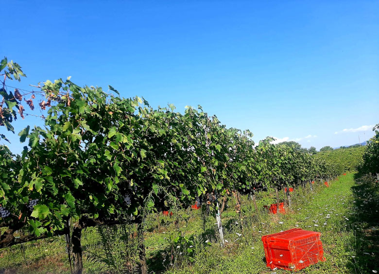 Vigneto azienda Dumatt