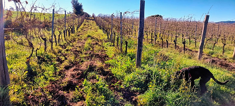 Vigneto azienda Dumatt